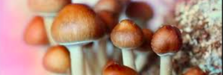 Advocates of psychedelic drug research are hoping the psilocybin trial for treating anxiety in the terminally ill, at Melbourne’s St Vincent’s Hospital, is the beginning of a new acceptance for the potential of the field.